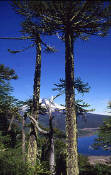 Parque Nacional Conguillio: Arbol nativo la Araucaria